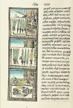 Pagina 51, libro IX del Códice Florentino (1575-1577) por Bernardino de Sahagun. Papel, 31.8 cm x 21 cm. Library Medicea Laurentiana, Florencia. Wikipedia Commons