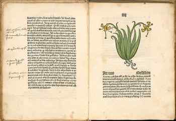 Schoeffer Herbarius 1484